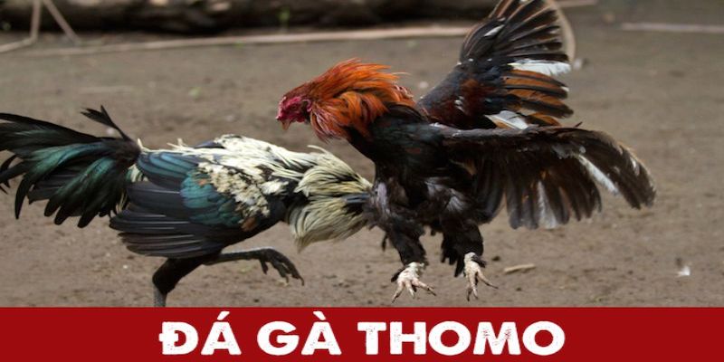 Đá gà Thomo Daga88