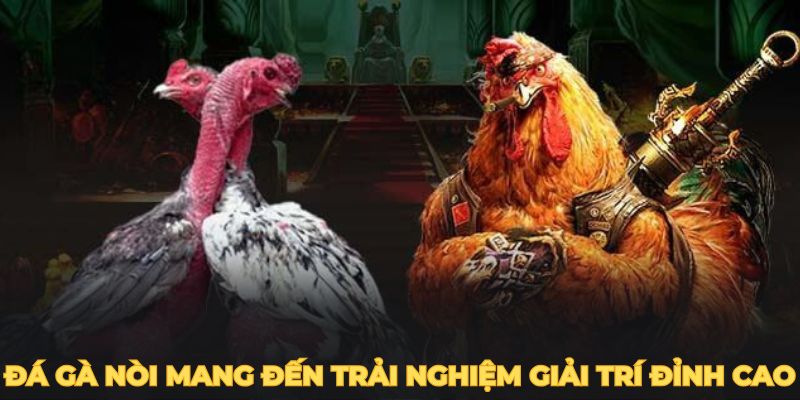 Đá gà nòi mang đến trải nghiệm giải trí đỉnh cao